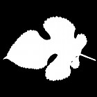 Filename=leaf_mask_00500.jpg
Filesize=30KiB
Dimensions=640x640
Date added=Sep 14, 2006 leaf_mask_00500.jpg