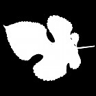 Filename=leaf_mask_00501.jpg
Filesize=30KiB
Dimensions=640x640
Date added=Sep 14, 2006 leaf_mask_00501.jpg