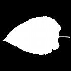 Filename=leaf_mask_00502.jpg
Filesize=23KiB
Dimensions=640x640
Date added=Sep 14, 2006 leaf_mask_00502.jpg