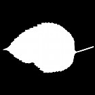 Filename=leaf_mask_00518.jpg
Filesize=23KiB
Dimensions=640x640
Date added=Sep 14, 2006 leaf_mask_00518.jpg