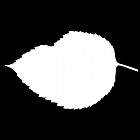 Filename=leaf_mask_00519.jpg
Filesize=23KiB
Dimensions=640x640
Date added=Sep 14, 2006 leaf_mask_00519.jpg