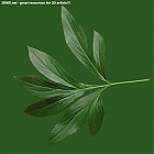 Filename=leaf_00187.jpg
Filesize=68KiB
Dimensions=640x640
Date added=Sep 14, 2006 leaf_00187.jpg