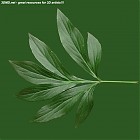 Filename=leaf_00194.jpg
Filesize=77KiB
Dimensions=640x640
Date added=Sep 14, 2006 leaf_00194.jpg