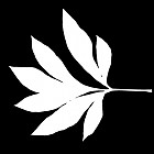 Filename=leaf_mask_00194.jpg
Filesize=37KiB
Dimensions=640x640
Date added=Sep 14, 2006 leaf_mask_00194.jpg