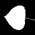 Filename=leaf_mask_texture_00009.jpg
Filesize=24KiB
Dimensions=640x640
Date added=Sep 14, 2006 leaf_mask_texture_00009.jpg