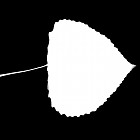 Filename=leaf_mask_texture_00012.jpg
Filesize=24KiB
Dimensions=640x640
Date added=Sep 14, 2006 leaf_mask_texture_00012.jpg