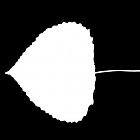 Filename=leaf_mask_texture_00013.jpg
Filesize=23KiB
Dimensions=640x640
Date added=Sep 14, 2006 leaf_mask_texture_00013.jpg