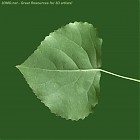 Filename=leaf_texture_00009.jpg
Filesize=72KiB
Dimensions=640x640
Date added=Sep 14, 2006 leaf_texture_00009.jpg