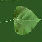 Filename=leaf_texture_00012.jpg
Filesize=72KiB
Dimensions=640x640
Date added=Sep 14, 2006 leaf_texture_00012.jpg