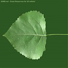 Filename=leaf_texture_00013.jpg
Filesize=76KiB
Dimensions=640x640
Date added=Sep 14, 2006 leaf_texture_00013.jpg
