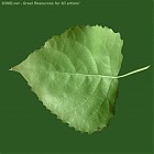 Filename=leaf_texture_00014.jpg
Filesize=74KiB
Dimensions=640x640
Date added=Sep 14, 2006 leaf_texture_00014.jpg