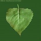 Filename=leaf_texture_00016.jpg
Filesize=64KiB
Dimensions=640x640
Date added=Sep 14, 2006 leaf_texture_00016.jpg