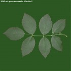 Filename=leaf_00111.jpg
Filesize=58KiB
Dimensions=640x640
Date added=Sep 14, 2006 leaf_00111.jpg
