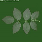 leaf_00111.jpg