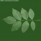 Filename=leaf_00230.jpg
Filesize=73KiB
Dimensions=640x640
Date added=Sep 14, 2006 leaf_00230.jpg