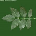 Filename=leaf_00231.jpg
Filesize=97KiB
Dimensions=640x640
Date added=Sep 14, 2006 leaf_00231.jpg