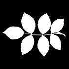 Filename=leaf_mask_00111.jpg
Filesize=40KiB
Dimensions=640x640
Date added=Sep 14, 2006 leaf_mask_00111.jpg