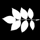 Filename=leaf_mask_00230.jpg
Filesize=38KiB
Dimensions=640x640
Date added=Sep 14, 2006 leaf_mask_00230.jpg