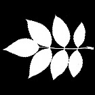 Filename=leaf_mask_00231.jpg
Filesize=42KiB
Dimensions=640x640
Date added=Sep 14, 2006 leaf_mask_00231.jpg