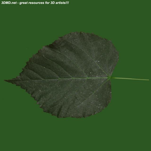Leaf        
