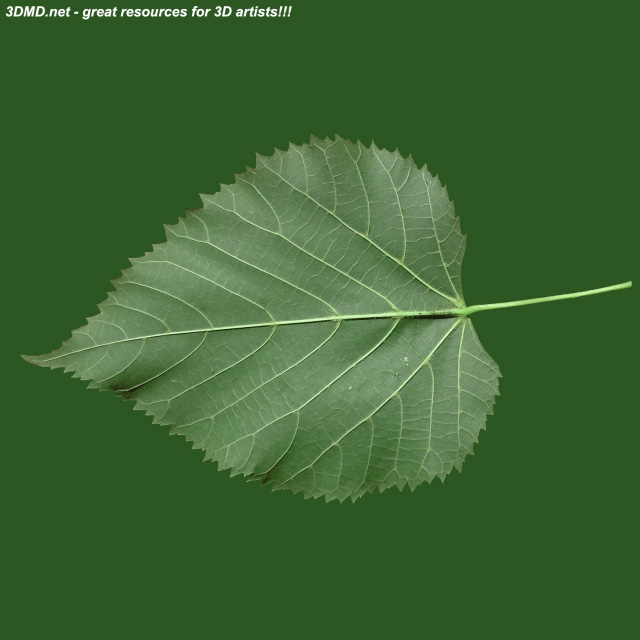 Leaf        