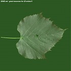 leaf_00413.jpg