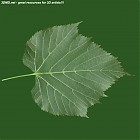 leaf_00414.jpg