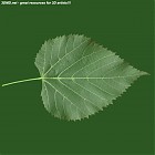 leaf_00427.jpg