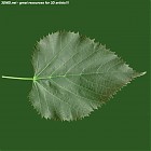 leaf_00428.jpg