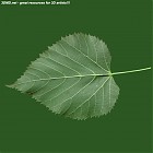 leaf_00454.jpg