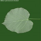 leaf_00474.jpg