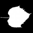 Filename=leaf_mask_00413.jpg
Filesize=27KiB
Dimensions=640x640
Date added=Sep 14, 2006 leaf_mask_00413.jpg