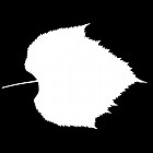 Filename=leaf_mask_00414.jpg
Filesize=28KiB
Dimensions=640x640
Date added=Sep 14, 2006 leaf_mask_00414.jpg