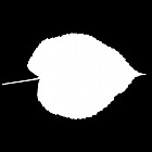 Filename=leaf_mask_00415.jpg
Filesize=23KiB
Dimensions=640x640
Date added=Sep 14, 2006 leaf_mask_00415.jpg