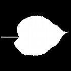 Filename=leaf_mask_00416.jpg
Filesize=24KiB
Dimensions=640x640
Date added=Sep 14, 2006 leaf_mask_00416.jpg