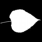 Filename=leaf_mask_00427.jpg
Filesize=25KiB
Dimensions=640x640
Date added=Sep 14, 2006 leaf_mask_00427.jpg
