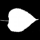 Filename=leaf_mask_00428.jpg
Filesize=26KiB
Dimensions=640x640
Date added=Sep 14, 2006 leaf_mask_00428.jpg