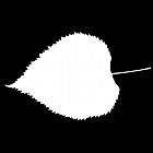 Filename=leaf_mask_00454.jpg
Filesize=25KiB
Dimensions=640x640
Date added=Sep 14, 2006 leaf_mask_00454.jpg