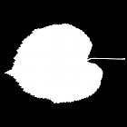 Filename=leaf_mask_00474.jpg
Filesize=25KiB
Dimensions=640x640
Date added=Sep 14, 2006 leaf_mask_00474.jpg