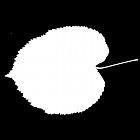 Filename=leaf_mask_00475.jpg
Filesize=26KiB
Dimensions=640x640
Date added=Sep 14, 2006 leaf_mask_00475.jpg