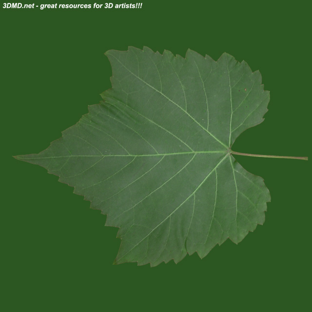 Leaf        