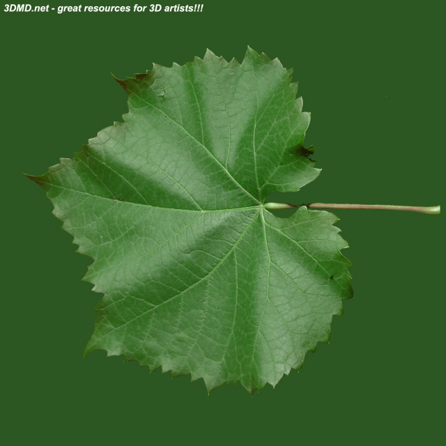 Leaf        