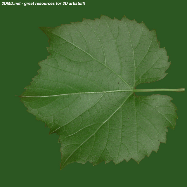 Leaf        