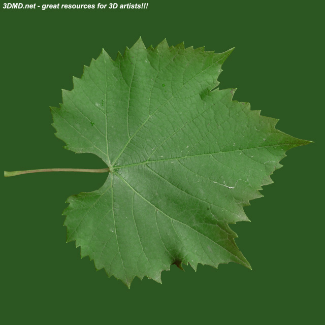 Leaf        