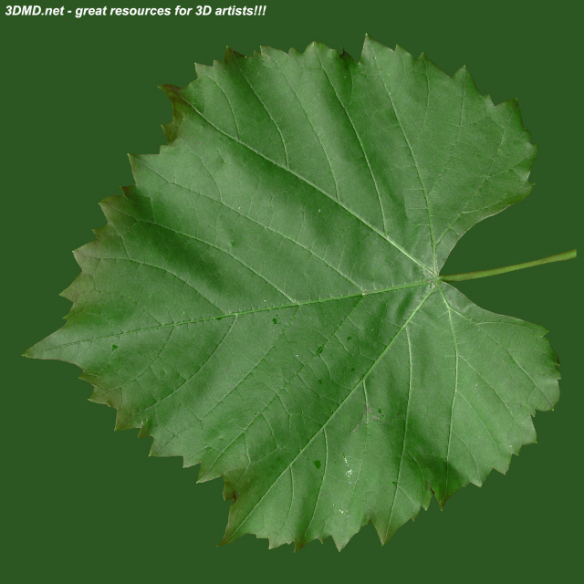 Leaf        