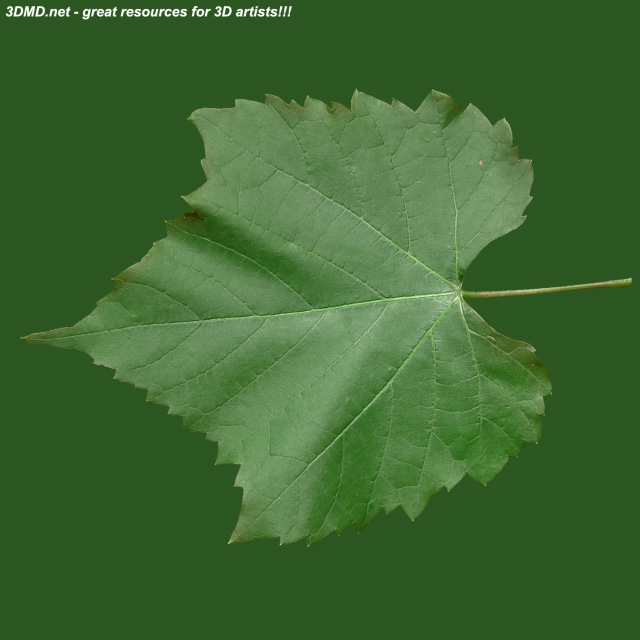 Leaf        