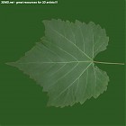 Filename=leaf_00119.jpg
Filesize=55KiB
Dimensions=640x640
Date added=Sep 14, 2006 leaf_00119.jpg