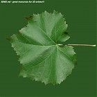 Filename=leaf_00196.jpg
Filesize=79KiB
Dimensions=640x640
Date added=Sep 14, 2006 leaf_00196.jpg