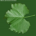 Filename=leaf_00197.jpg
Filesize=100KiB
Dimensions=640x640
Date added=Sep 14, 2006 leaf_00197.jpg