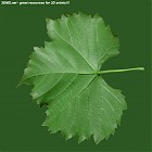 Filename=leaf_00199.jpg
Filesize=94KiB
Dimensions=640x640
Date added=Sep 14, 2006 leaf_00199.jpg